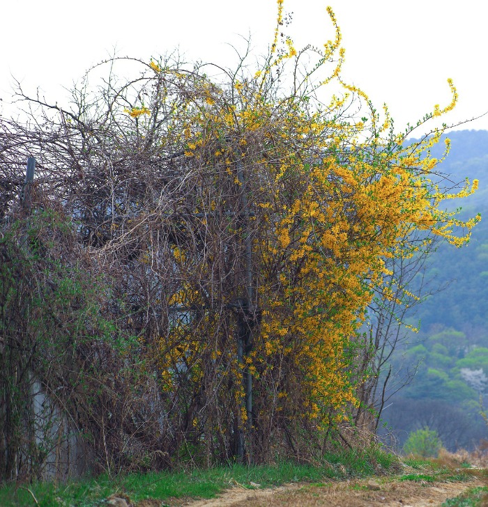 Huge overgrown forsythia