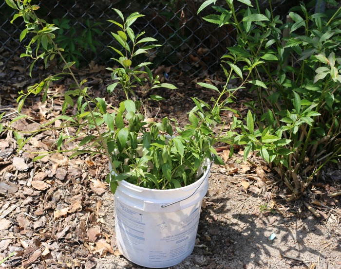 Rooted Forsythia branches