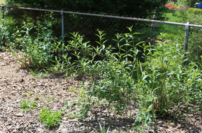 Forsythia shrubs after renovation pruning