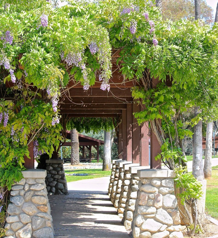 Stone and wooden arbor with wisteria vines