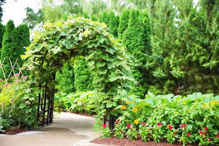 Natural wooden arbor with vines growing on it