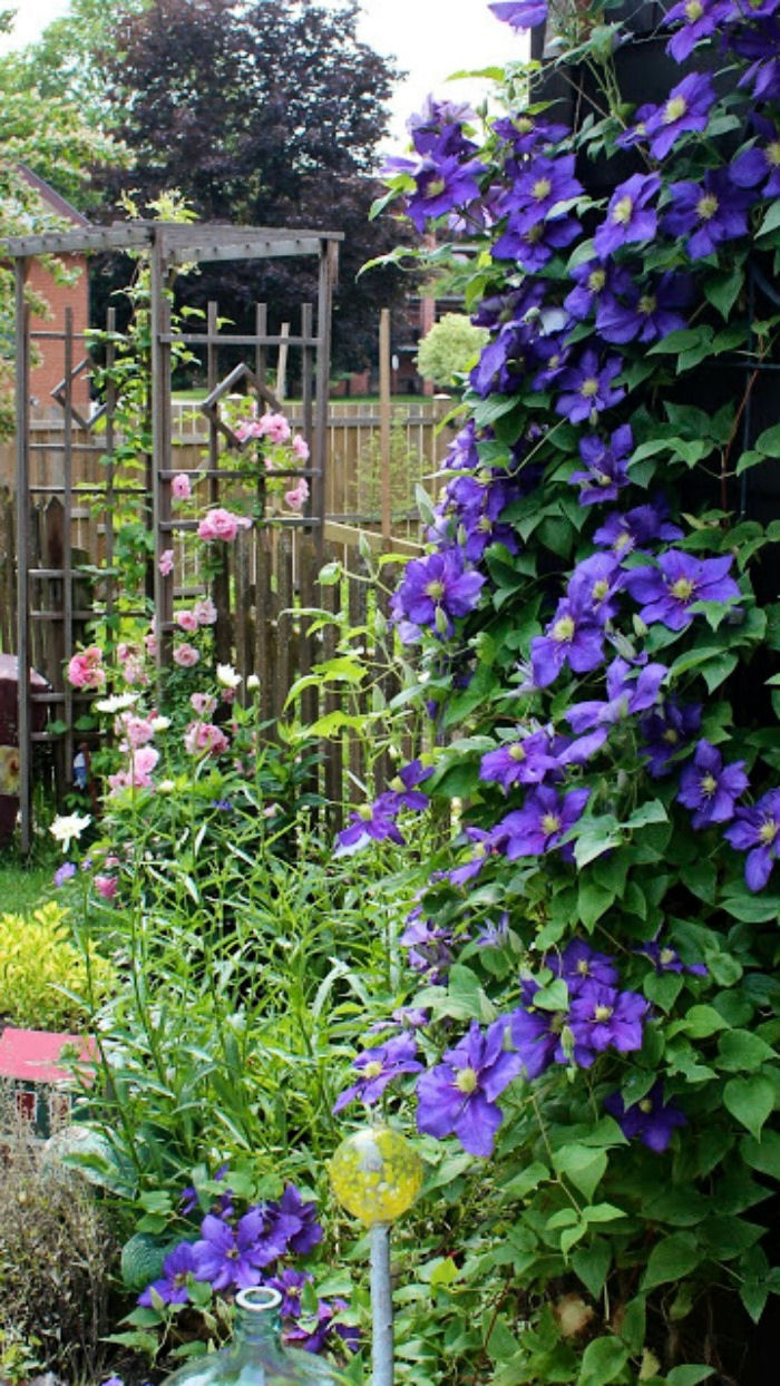 Wooden Arbor with Clematis, climbing rose and shasta daisy