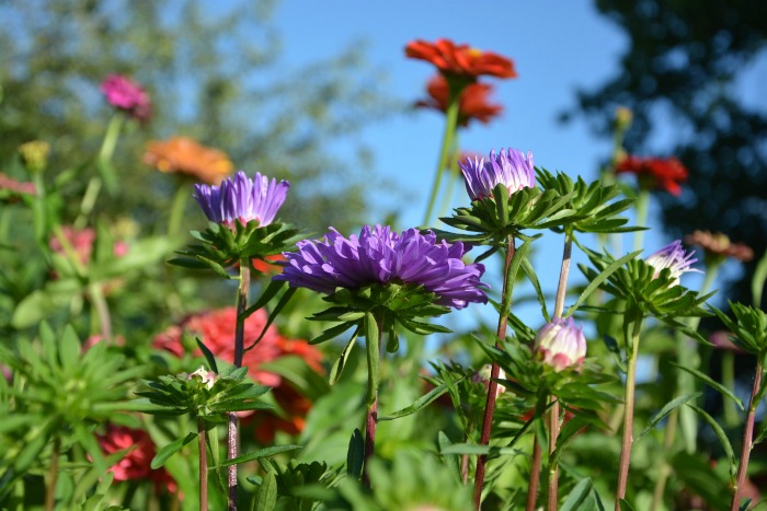 Plant lots of flower types to encourage butterflies