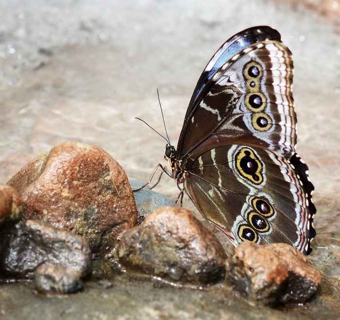 Butterfly watering spot