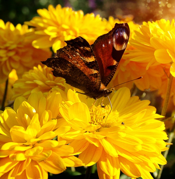 Butterflies like bright colors such as this yellow flower