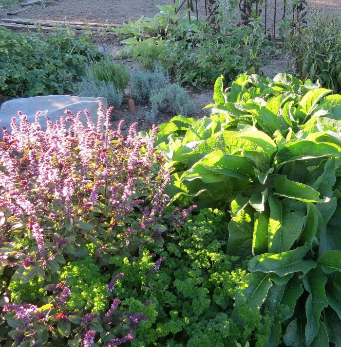 Basil flowers in a vegetable garden attract butterflies