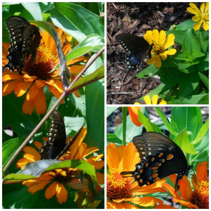 Swallow tail butterflies feasting on the nectar of zinnia plants