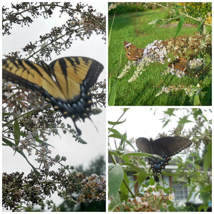 Buckeye butterflies, yellow swallowtail and Dark morph swallowtails all love buddlea bushes