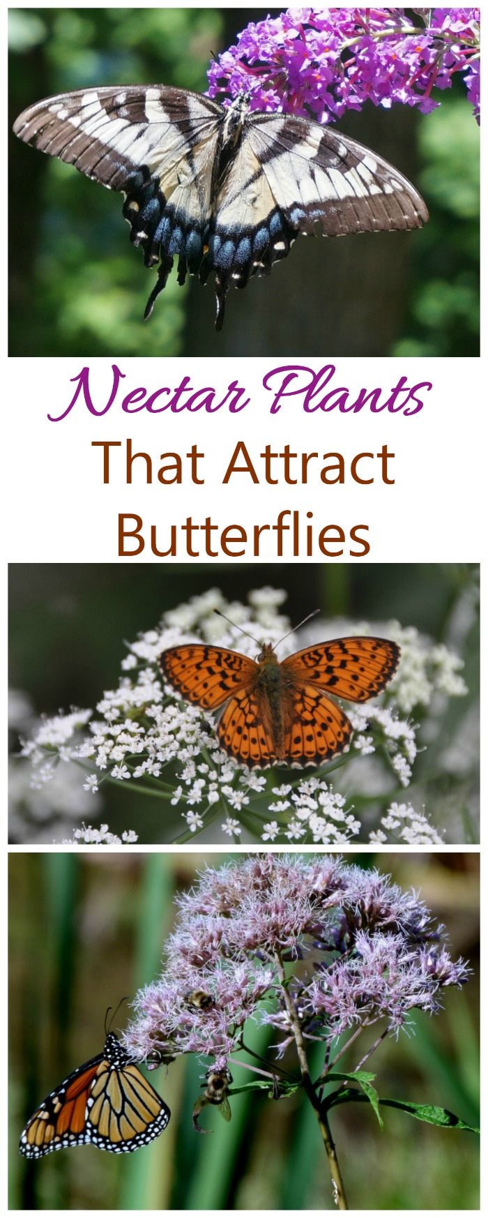 Nectar Plants such as yarrow, butterfly weed and butterfly bush are good for attracting butterflies