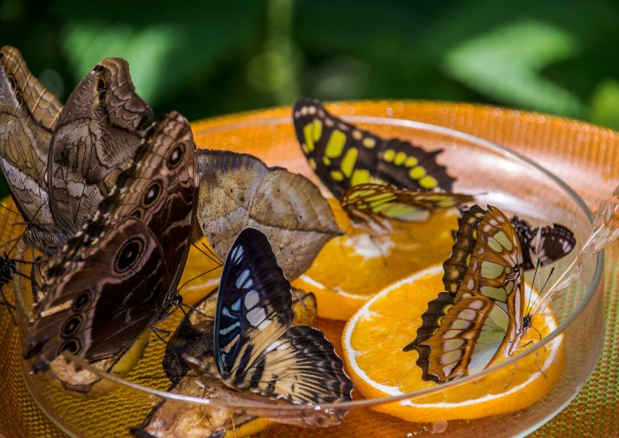 Butterflies in a dish of fruit