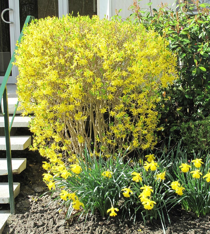 Forsythia trimmed into a box shape