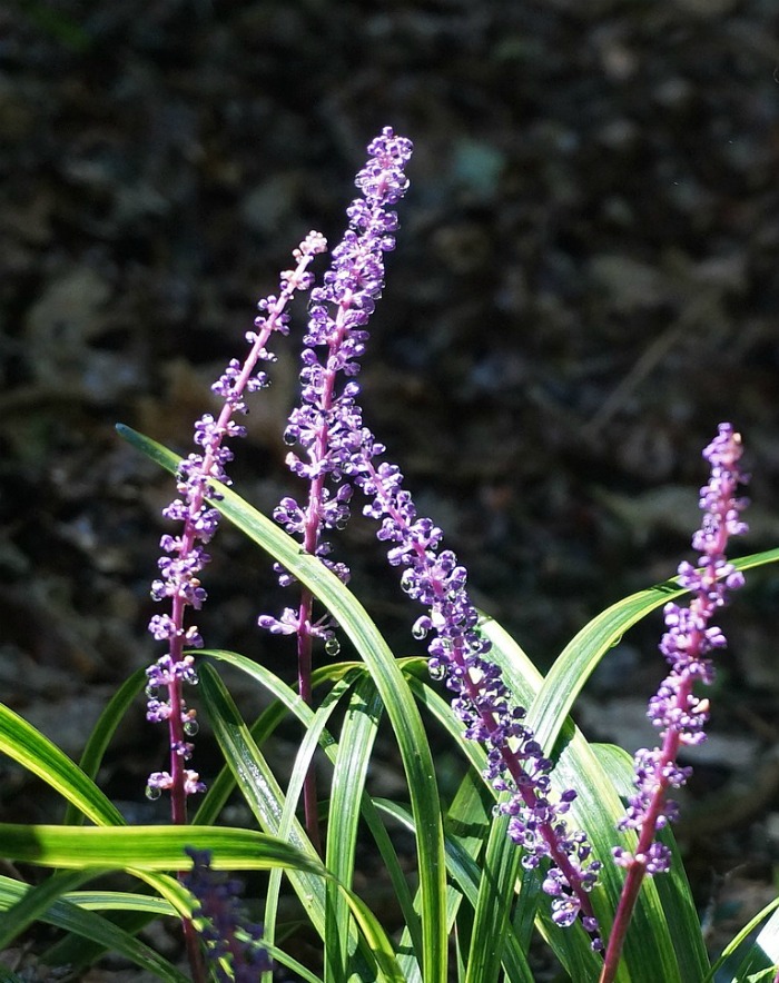 Flowers of the variegated monkey grass plant