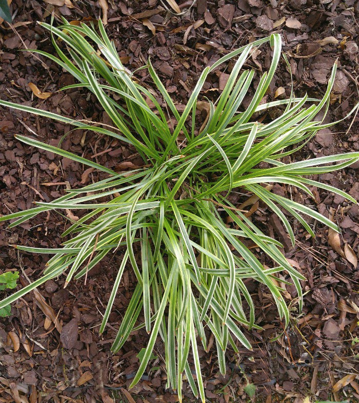 Liriope Muscari Variegata before flowering