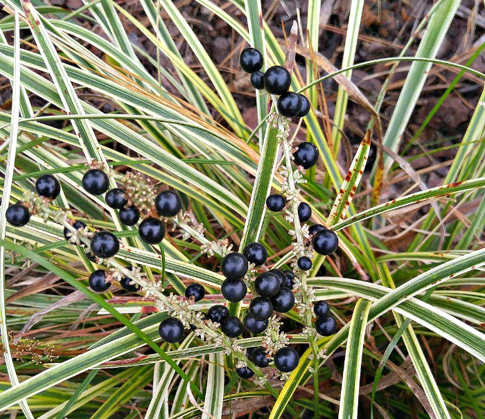 The flowers of variegated lilyturf turn into berries