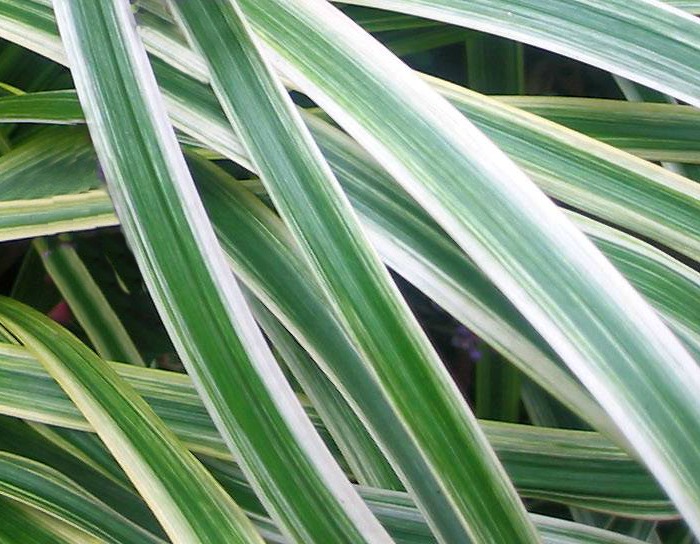 Leaves of the Liriope Muscari Variegata plant