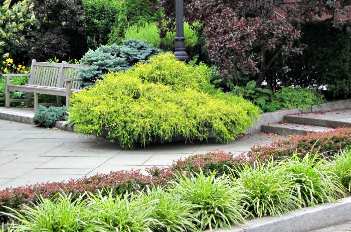 Liriope Muscari Variegata as a border plant