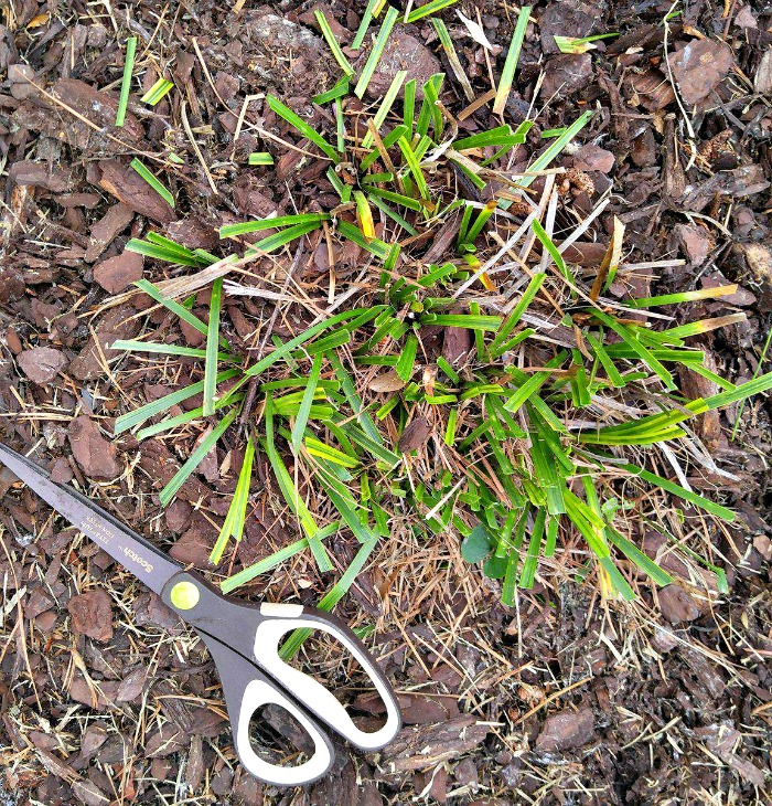 pruning the Liriope Muscari Variegata is easy with a pair of sharp scissors or garden shears