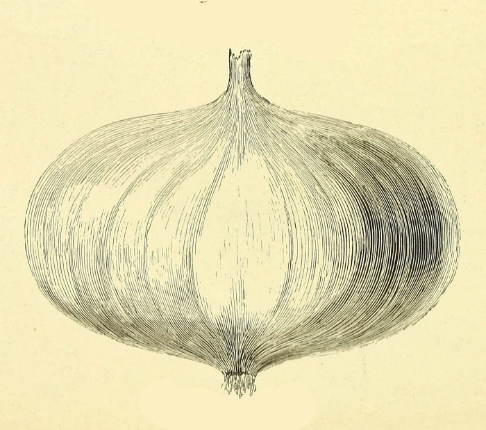 True bulb