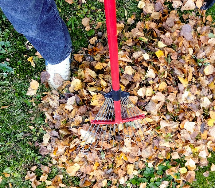 Rake leaves and store for leaf mold