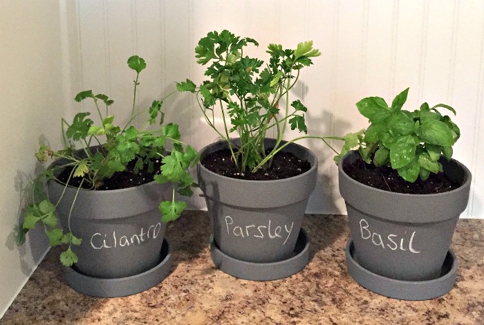 Herbs in pots