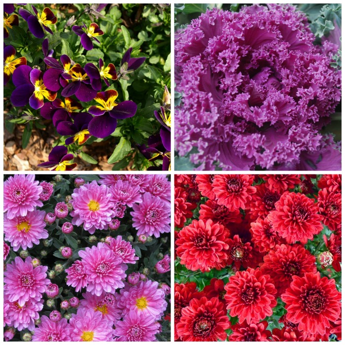 Plants that like the cold temps are pansies, mums, asters and ornamental kale