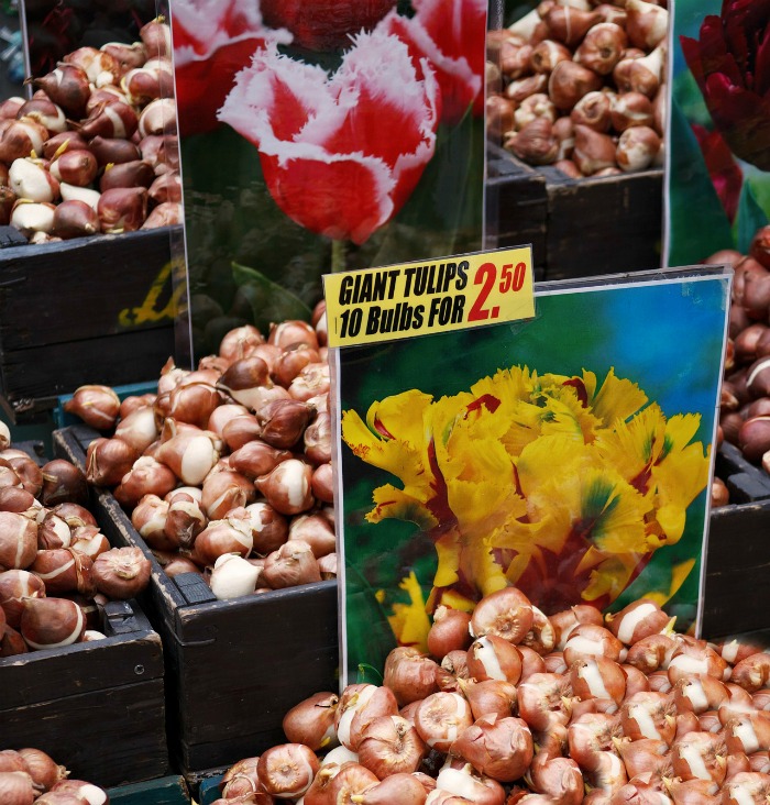 Plant spring bulbs in the fall