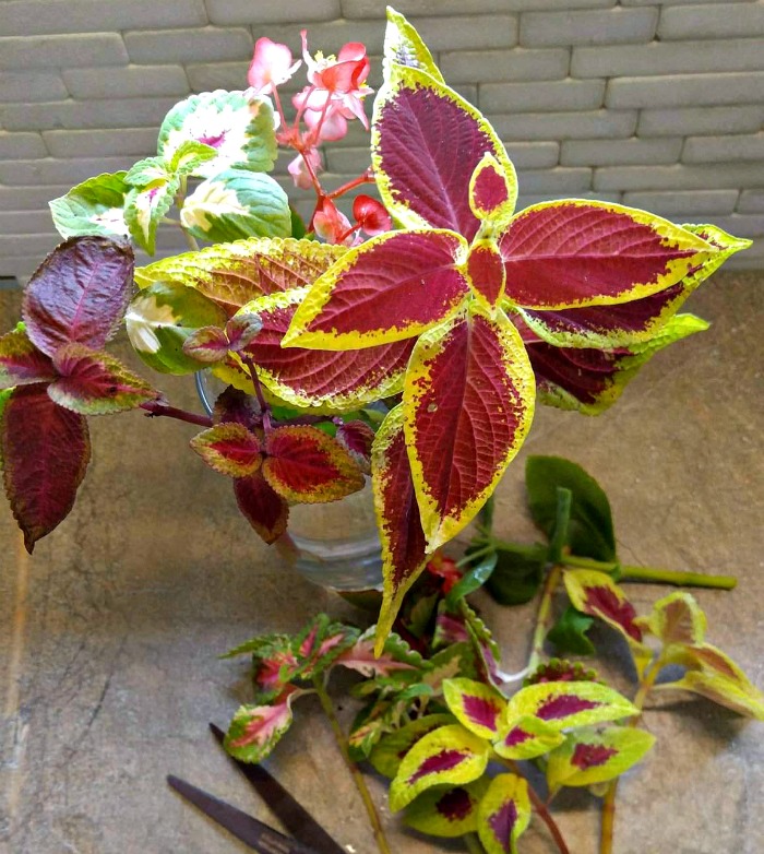 Cuttings of coleus