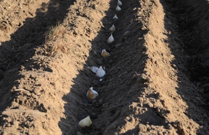 planting garlic cloves