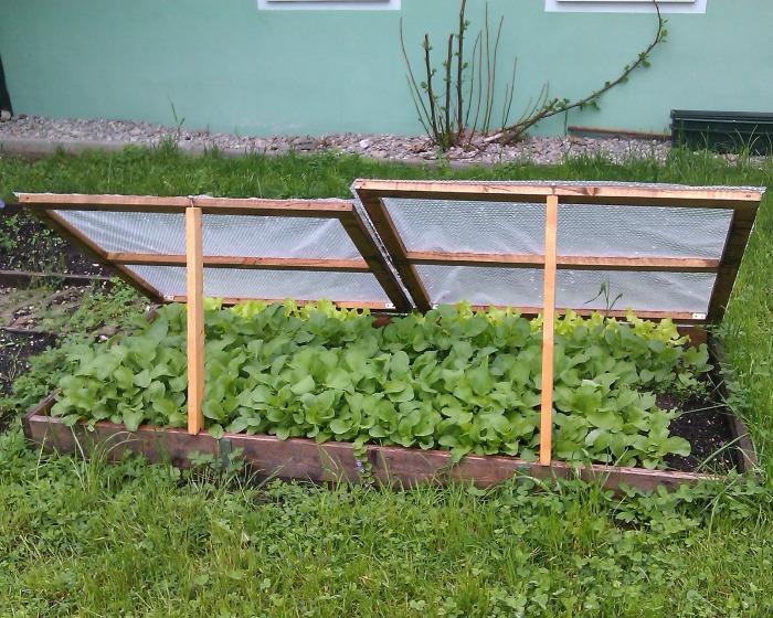 Cold frame