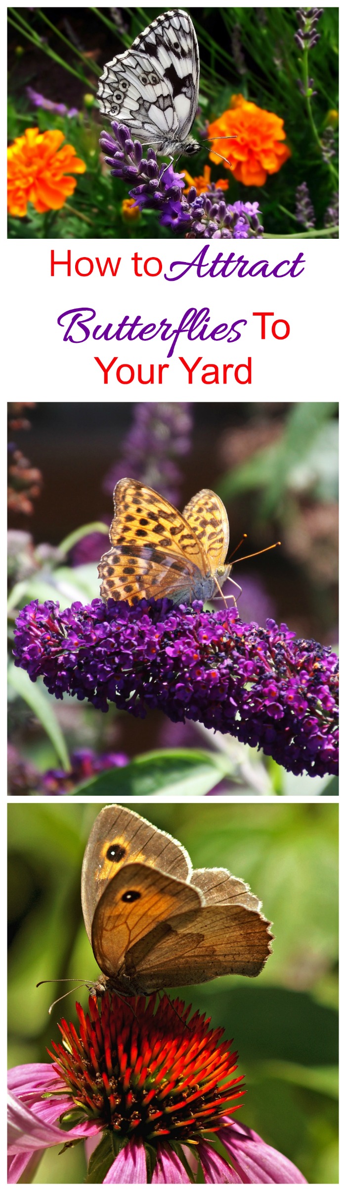 These tips for attracting butterflies will make your garden a butterfly magnet.