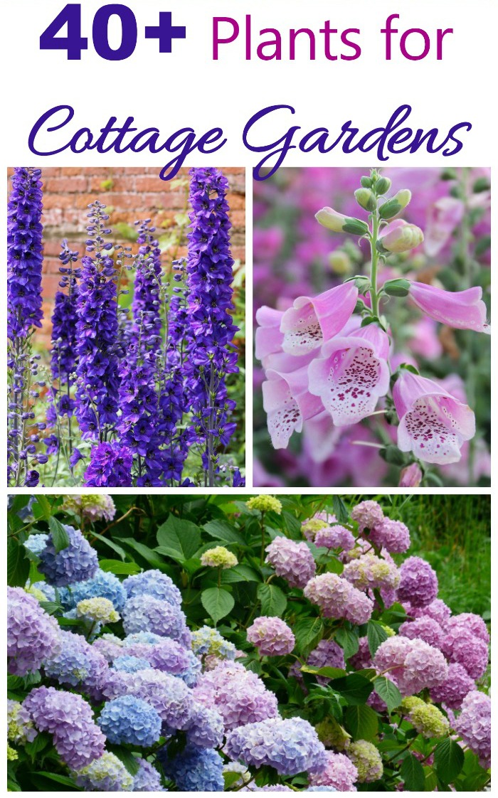 Cottage garden plant list