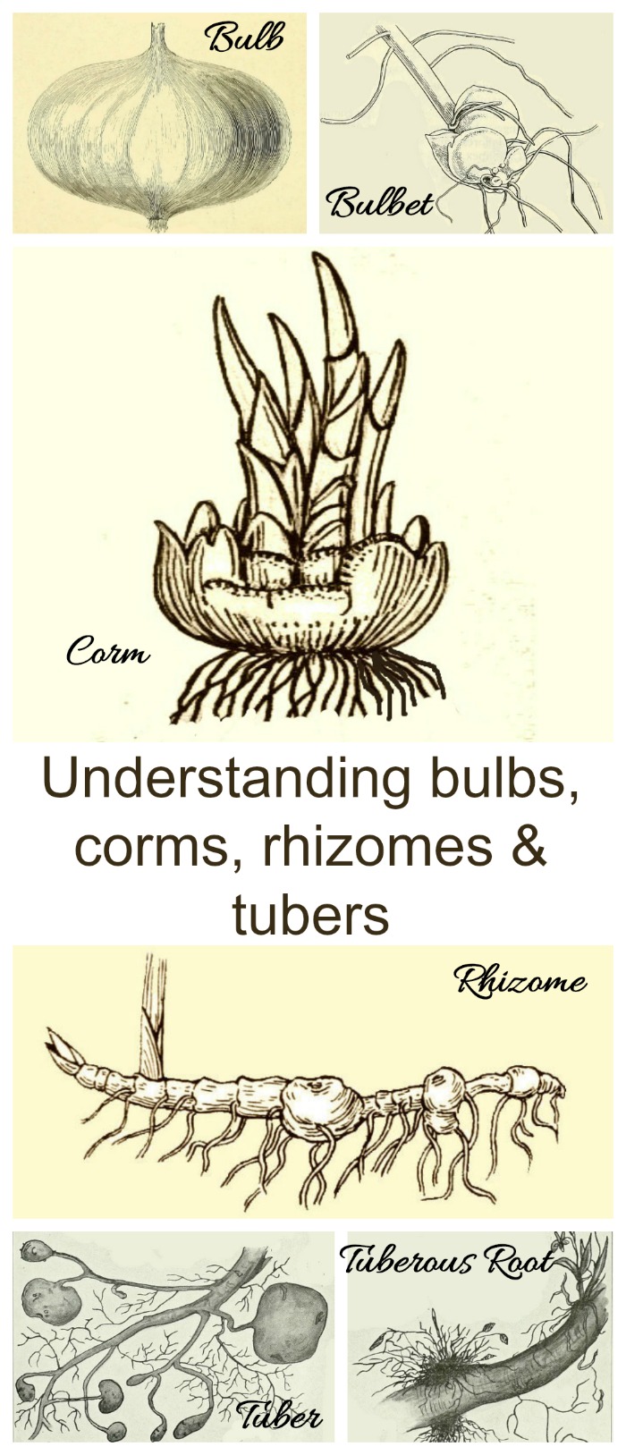 This guide to understanding flower bulb types has lots of useful information that explains the differences between bulbs corms rhizomes tubers as well as bulbets and tuberrous roots #flowerbulbs #understandingbulbs