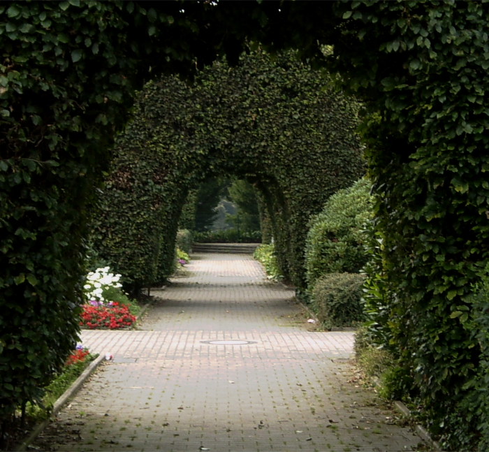 Trimmed ivy arches