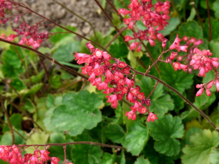 Heuchera - coral bells makes a great shade garden plant