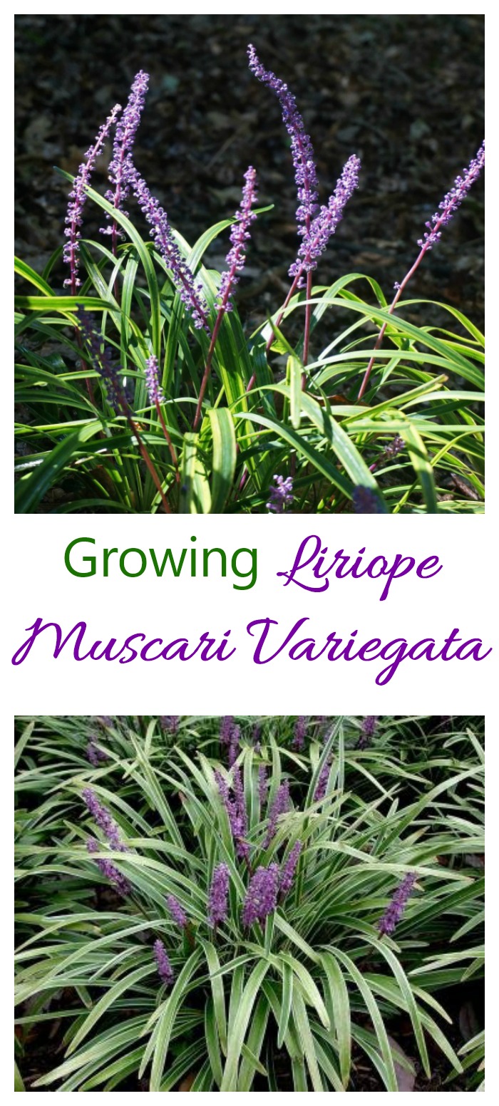 Liriope Muscari Variegata is the green and yellow leafed version of the lilyturf plant. It is great as a ground cover and border plant #liriopemuscarivariegata #variegatedlilyturf