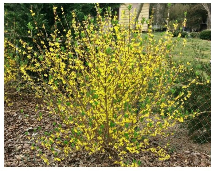 Find out when to plant forsythia perennials