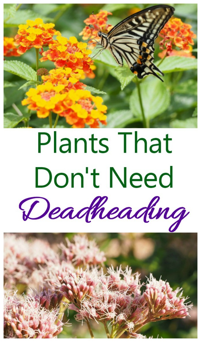 Plants that don't need deadheading to stay beautiful all summer long