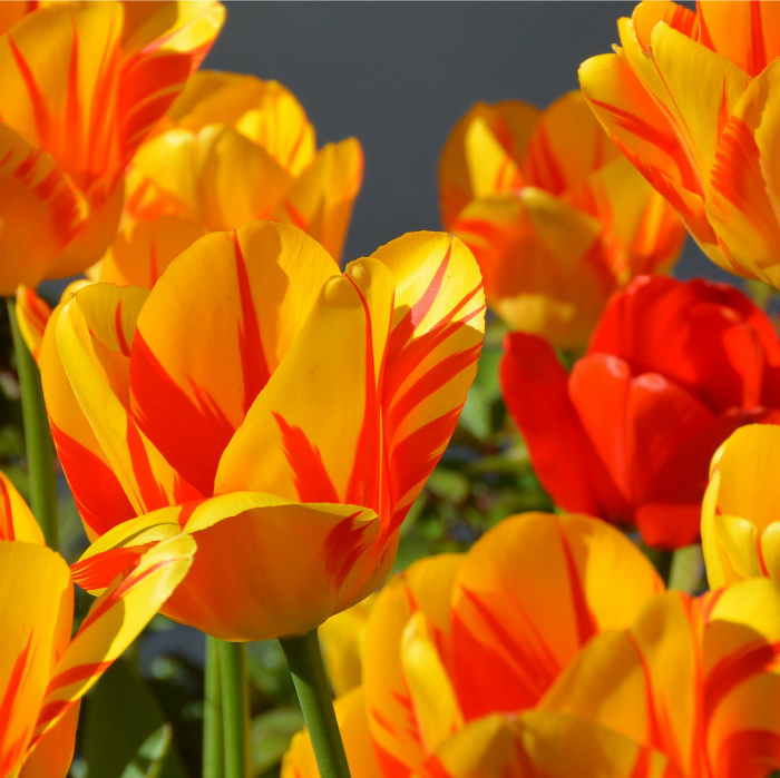 tulips flower right after hyacinths in my garden