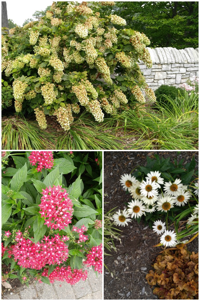 Flowers in Wellfield Botanic Gardens