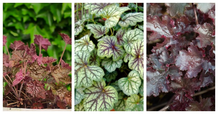 Heuchera Plant Care – Rising Coral Bells for a Shade Yard