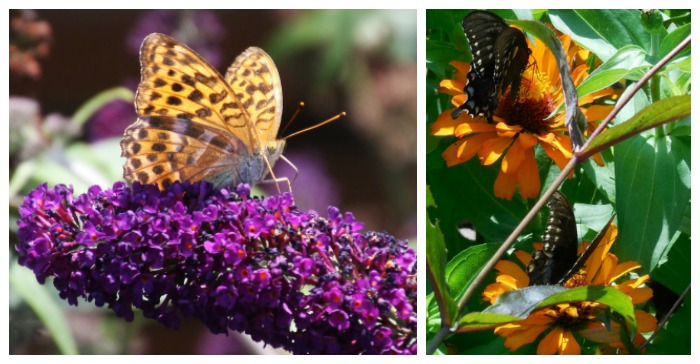 Attracting Butterflies – Tips to Entice Butterflies to your Yard Like a Magnet