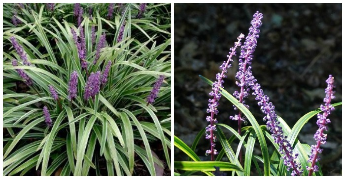 Liriope Muscari Variegata – Rising Variegated Lilyturf