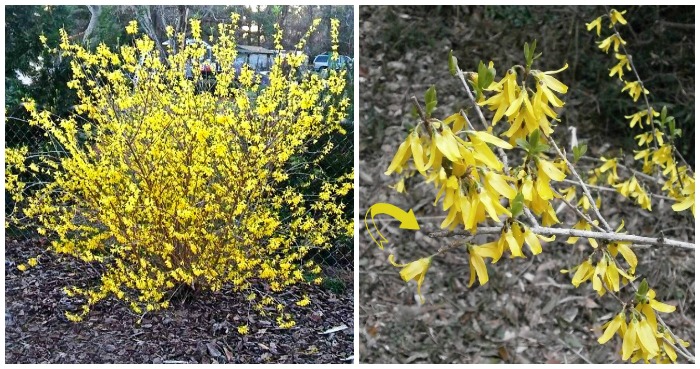 Pruning Forsythia – How and When to Trim Forsythia Bushes