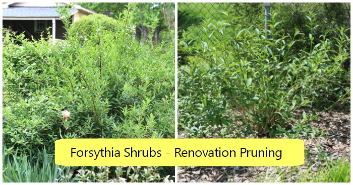 Renovation Pruning for Overgrown Forsythia vs Onerous Pruning Forsythia