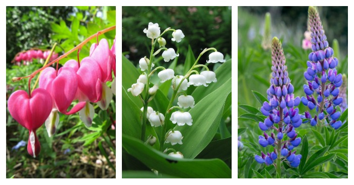 Spring Blooming Crops – 20 Prime Picks for Early Spring Flowers [Updated]