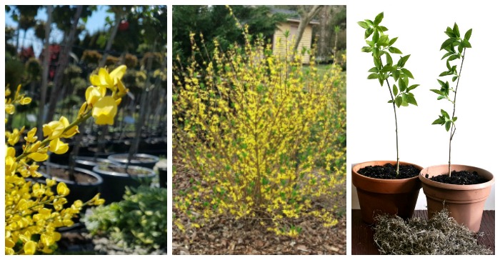 Planting Forsythia -When and Learn to Plant a Forsythia Shrub